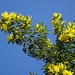 grosser üppig blühender Strauch;
im südlichen Tessin verwildernd (Flora Helvetica, 4. Auflage, 2007) oder sich etablierend - unter dem Namen Falsche Mimose