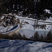 arrivati sani
