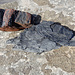Fundstücke des Tages: Rotes Gestein mit Kohleresten und Farn-Fossil