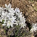 bulbocodium vernum bianco gaggio 20 02 2023
varieta libano