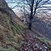 il faggio da cui parte il traverso che immette nel canale della selletta (sguardo all'indietro)