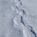 Qui a vu l'ours ? 