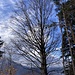 prächtiger Baum bei der Weggabelung auf 1105 m ...
