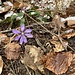 hier gefällt das Zusammenwirken von weissen, braunen, grünen und blauvioletten Farbtönen