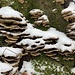 hübsch verzierte Baumpilze