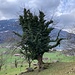 intensiv von Efeu umrankt