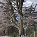 im erst noch leicht winterlichen Abstieg an dieser stattlichen Buche vorbei ...
