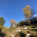Im Aufstieg zur Cima Mandriolo - Offenes Gelände und Bäume/Latschenkiefern wechseln sich ab.