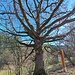 Baum No. 17 - die Grenzeiche, 350 Jahre alt