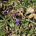 Viola reichenbachiana Boreau
Violaceae

Viola silvestre 
Violette des forêts 
 Wald-Veilchen