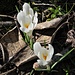 Crocus albiflorus Kit.
Iridaceae

Croco bianco 
Crocus du printemps 
 Frühlings-Safran, Frühlings-Krokus
