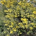 acacia mimosa canobbio 06 03 2023
