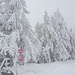nebliger Start beim Turren / der Nebel hat die Bäume in einen Winterzauber verwandelt