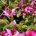 Tag 5 (1.3.) - حديقة الشهيد , الكويت (Al Kuwayt, Ḩadīqat ash Shahīd):<br /><br />Der einheimisch Weissohrbülbül (Pycnonotus leucotisauf) frisst gerne die Blüten vom Orchideenbaum (Bauhinia purpurea). Der prächtige Baum stammt ursprünglch aus Indien, Bangladesch und Myanmar.<br />