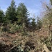 nach längerem Gang durch den Lindeneggwald - gilt es nun äusserst mühsam  (schlechte Waldrodungsarbeiten) ...