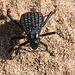 Tag 6 (2.3.) - فيلكا (Faylakā):<br /><br />Der Entkernte Dunkelkäfer (Adesmia cancellata) ist ein typischer Wüstenbewohner des Nahen Ostens. In Kuwait ist er häufig zu sehen.
