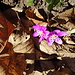 Leberblümchen