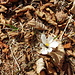 Krokus mit Besuch