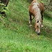 Haflingerpferd frontal - mit Kopfabzeichen,