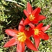 tulipa varieta sprengeri gaggio 12 03 2023