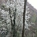 Un ciliegio fiorito lungo la salita a Casere