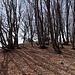 ... und zur flachen Gipfelkuppe