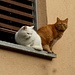 die hübschen Katzen der oberen Wohneinheit des Casa Stefi