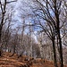weiter im lauschigen Birkenwald ...