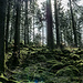 Der andere Hingucker ist wie so oft im Schwarzwald das ganzjährig grün leuchtende Moos, speziell auf Blockwerk und an Bächen. 