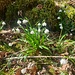 Die Menge an [https://tourstory.de/wp-content/uploads/2015/03/Maerzenbecher-Hintelestal2-1200x629.jpg Märzenbecher] im Hintelestal ist wirklich erstaunlich......