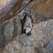 Stollen, am First hängende, winterschlafende taufeuchte Fledermaus