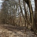 Alte Bäume auf Flurmauerresten