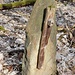Pöllma, ortstypische Zaunsäule