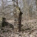 Pöllma, Schafstall, die zwei Bogenöffnungen waren bis vor einigen Jahren noch komplett