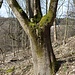 Pöllma, alter Baum