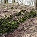 Neudörfl, Bachmauer