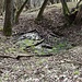 Neudörfl, Quellteich