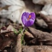 Krokus