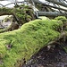 "Friedhof der Kuschelbäume"