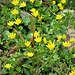 Ranunculus ficaria L.<br />Ranunculaceae<br /><br />Ranuncolo favagello <br /> Ficaire <br /> Scharbockskraut, Feigwurz