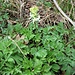 Corydalis solida (L.) Clairv.<br />Papaveraceae<br /><br />Colombina solida<br />Corydale à tubercule plein<br />Festknolliger Lerchensporn