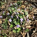 Viola riviniana Rchb.<br />Violaceae<br /><br />Viola di Rivinus <br /> Violette de Rivinus, Violette à éperon clair <br />Hain-Veilchen