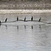 Cormorani che si asciugano al sole. L’arrivo di questi voraci uccelli, ormai presenti nei nostri fiumi da diversi anni, ha decretato la scomparsa di molte specie ittiche.