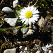 Auch sie spürt den Frühling: prächtige Margeritte in der Chlus