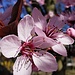 wunderschöne Blüten des Pfirsichbaum's
© Christa