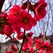schöne Blüten der Japanischen oder Chinesischen Zierquitte