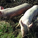 Glückliche Schweine im Furkagebiet