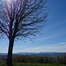 Cima del "Monte" Azzolo (333 m.) con sullo sfondo l'Appennino.