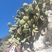 Vorsicht auf fallende Kaktuse