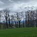 Nördlich von Egliswil. Durch die Baumreihe ist der Hallwilersee zu sehen.<br /><br /><br />